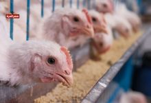 سعر الفراخ البيضاء اليوم 28 أكتوبر 2025.. استقرار في الجملة وتقلب في التجزئة 3 سعر الفراخ البيضاء اليوم 28 أكتوبر 2025