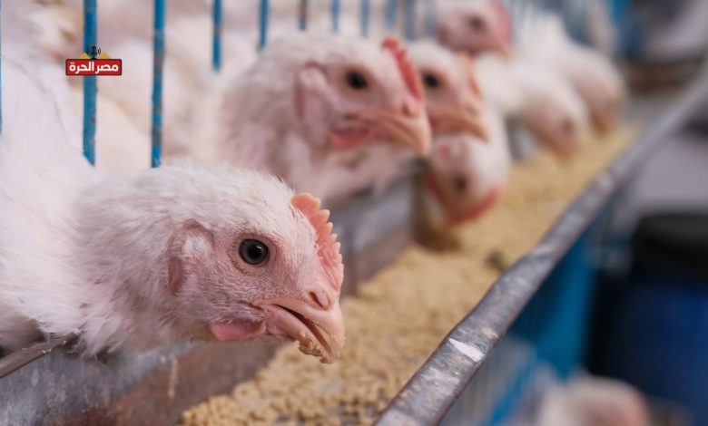 سعر الفراخ البيضاء اليوم 28 أكتوبر 2025.. استقرار في الجملة وتقلب في التجزئة 1 سعر الفراخ البيضاء اليوم 28 أكتوبر 2025