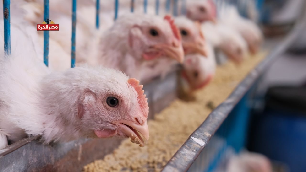 سعر الفراخ البيضاء اليوم 28 أكتوبر 2025.. استقرار في الجملة وتقلب في التجزئة 1 سعر الفراخ البيضاء اليوم 28 أكتوبر 2025