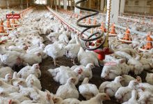 أسعار الدواجن اليوم الأحد 22 نوفمبر.. وتوقعات بانخفاض قادم 2 أسعار الدواجن اليوم الأحد