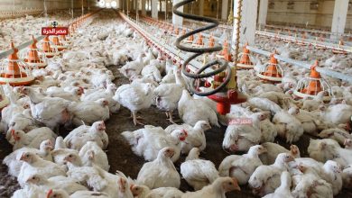 أسعار الدواجن اليوم الأحد