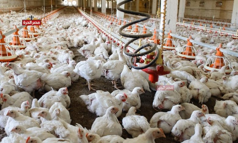 أسعار الدواجن اليوم الأحد