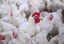 أسعار الدواجن اليوم في مصر