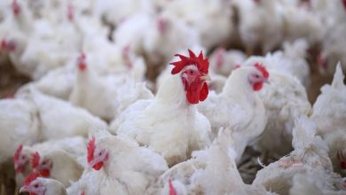 أسعار الدواجن اليوم في مصر.. تراجع جديد يشعل المنافسة بين التجار والمستهلكين يترقبون 1 أسعار الدواجن اليوم في مصر