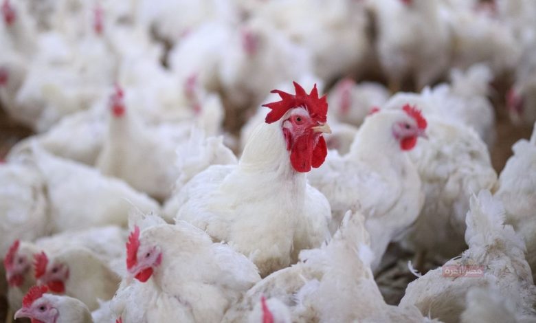أسعار الدواجن اليوم في مصر.. تراجع جديد يشعل المنافسة بين التجار والمستهلكين يترقبون 1 أسعار الدواجن اليوم في مصر