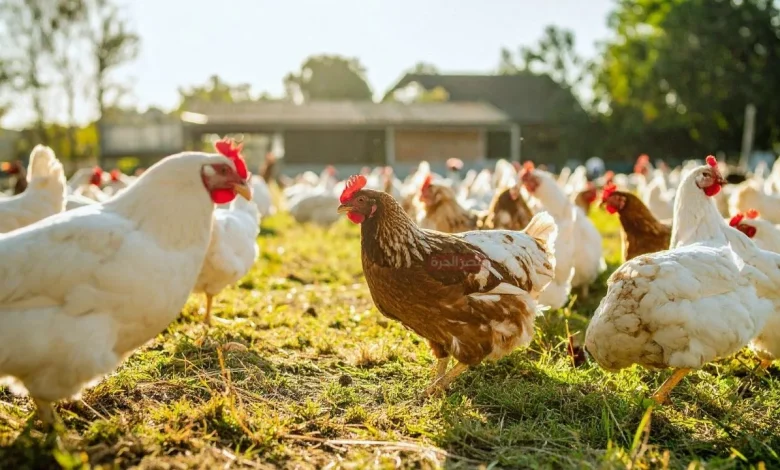 الساسو بكام النهارده؟ أسعار الدواجن في مصر اليوم الثلاثاء 4 نوفمبر 2025 تشهد استقرارًا بالسوق المحلي 1 أسعار الدواجن في مصر اليوم الثلاثاء 4 نوفمبر 2025