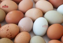 سعر كرتونة البيض اليوم الأحد 22 نوفمبر.. استقرار نسبي في الأسواق 3 سعر كرتونة البيض اليوم في مصر