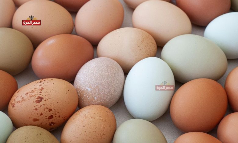 سعر كرتونة البيض اليوم الأحد 22 نوفمبر.. استقرار نسبي في الأسواق 1 سعر كرتونة البيض اليوم في مصر